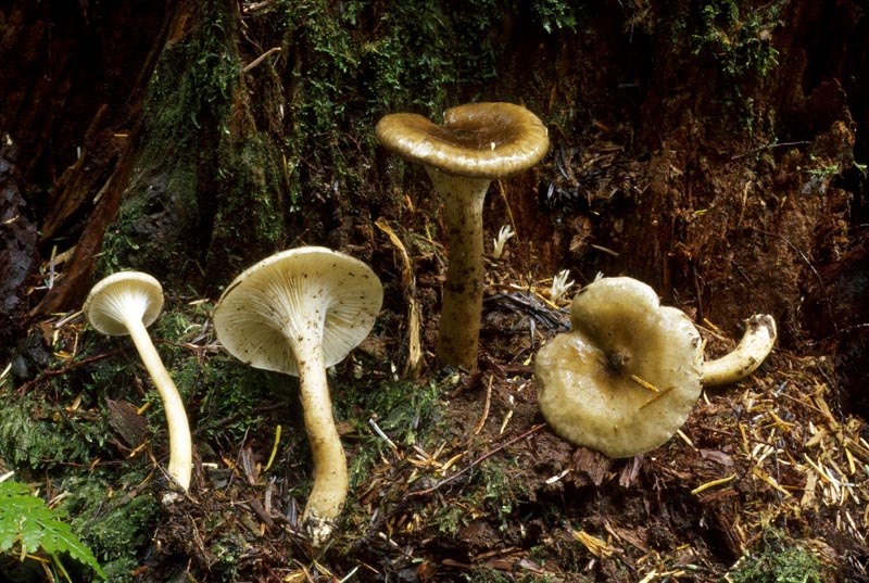 Ampulloclitocybe avellaneoalba